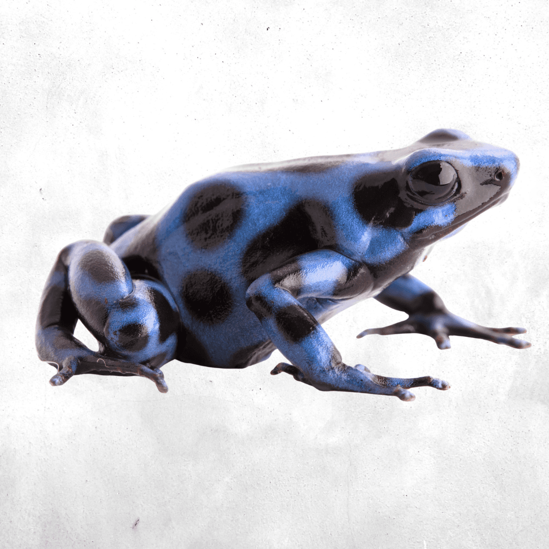 Dendrobates auratus blue and black