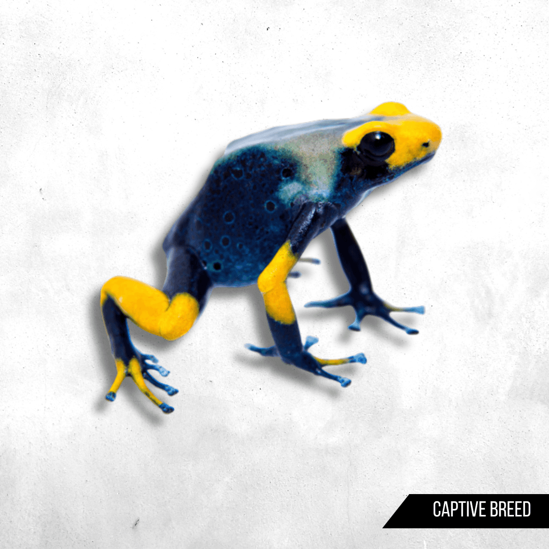 Dendrobates tinctorius tumucumaque