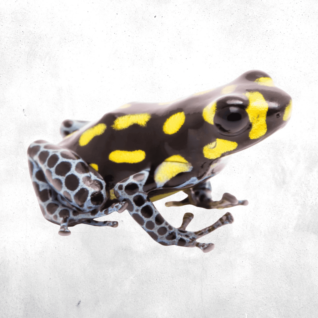 Ranitomeya vanzolinii