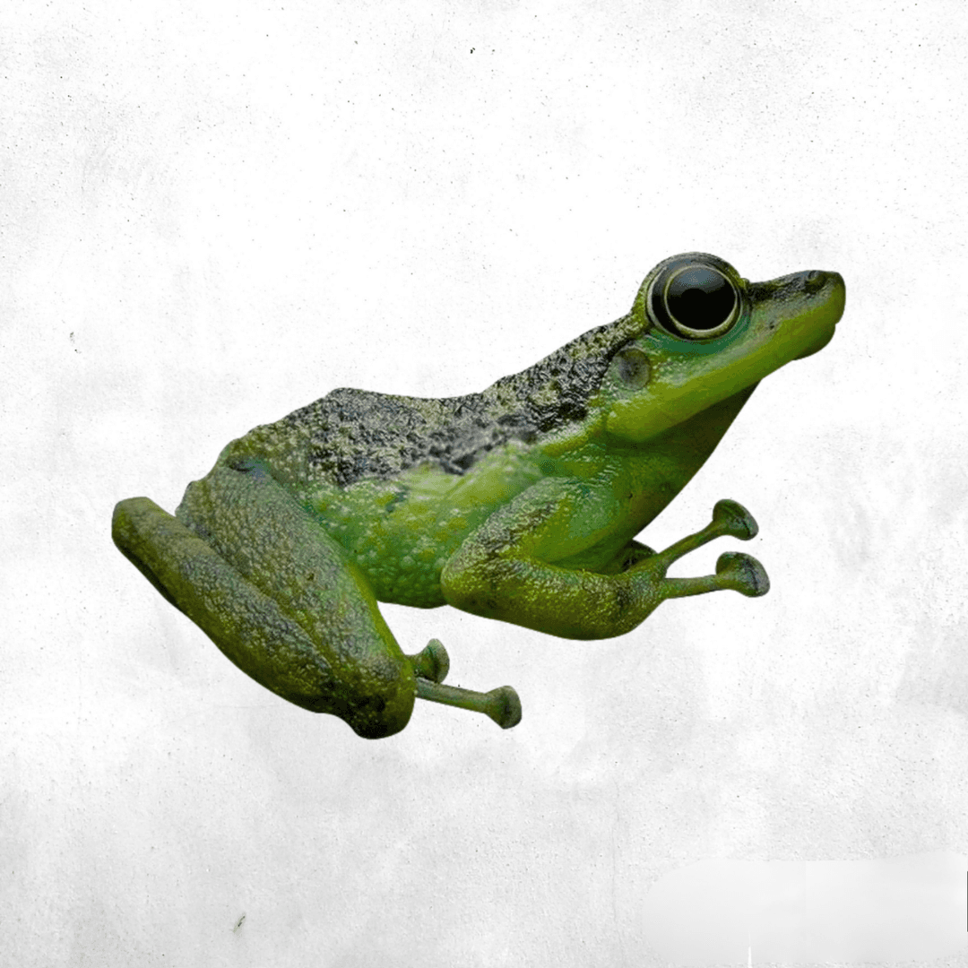 Staurois guttatus - River frog