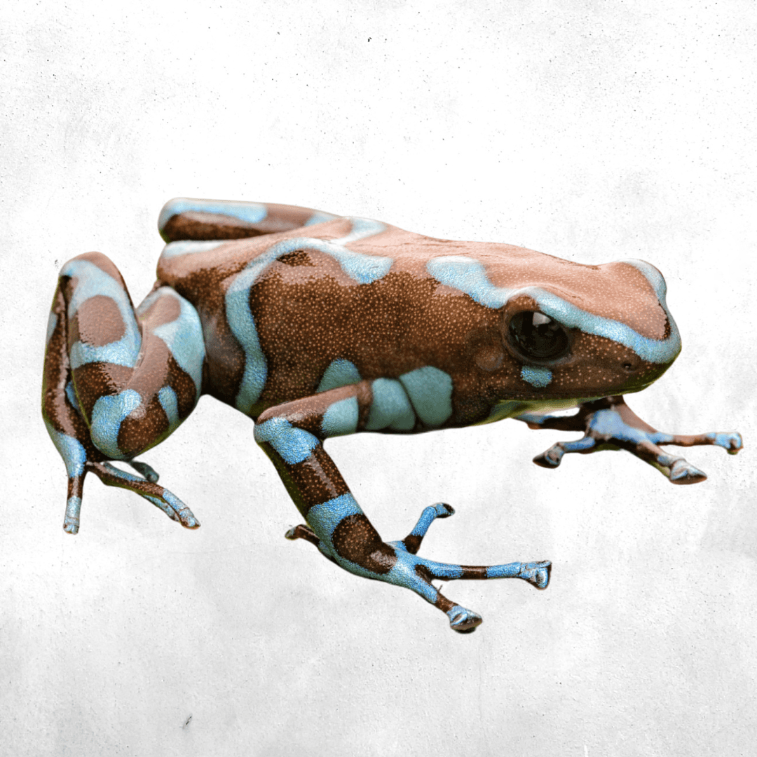 Dendrobates auratus super blue