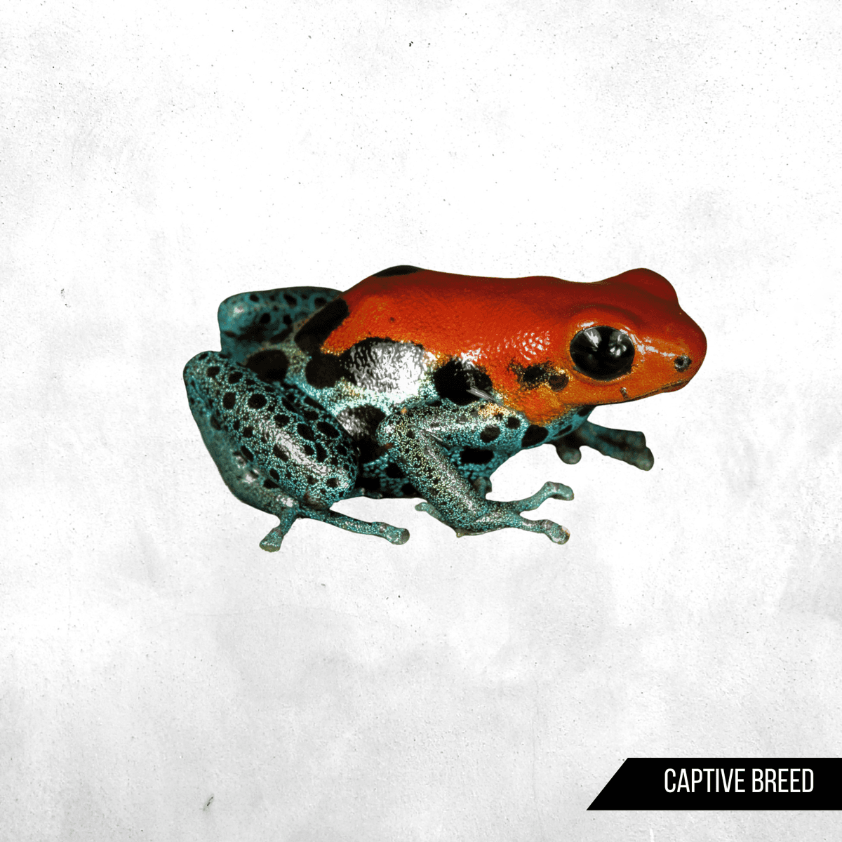 Ranitomeya reticulata