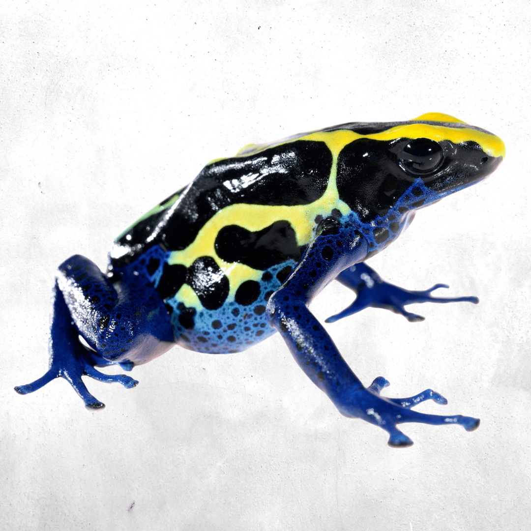Dendrobates tinctorius cobalt