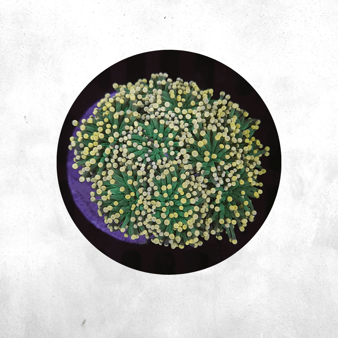 Euphyllia glabrescens - Yellow Tip