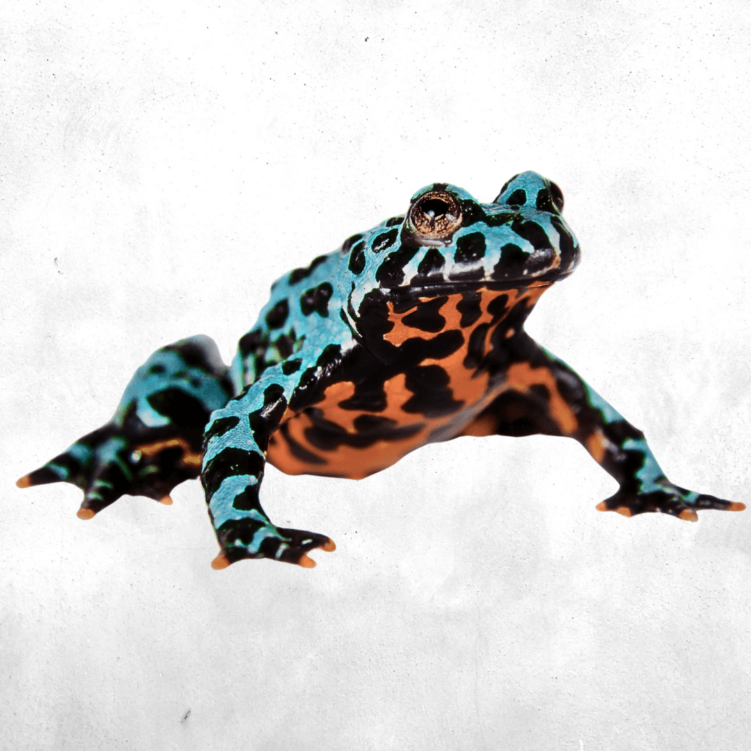 Bombina orientalis blue axanthic