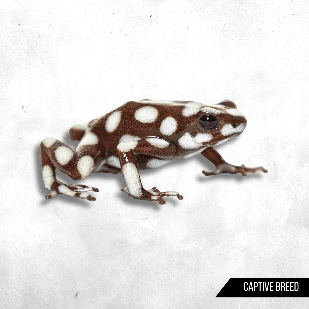 Excidobates mysteriosus