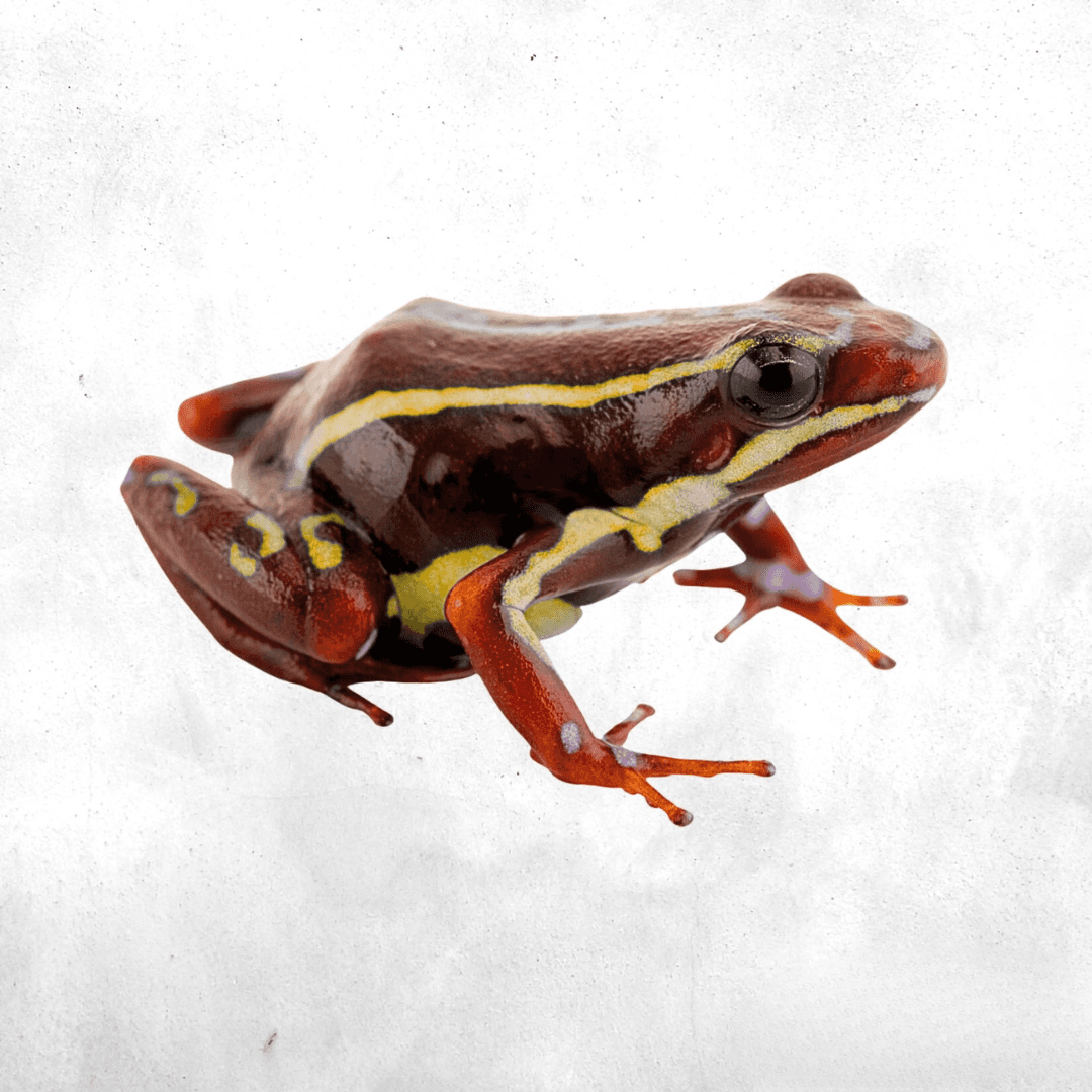 Epipedobates anthonyi Santa Isabel