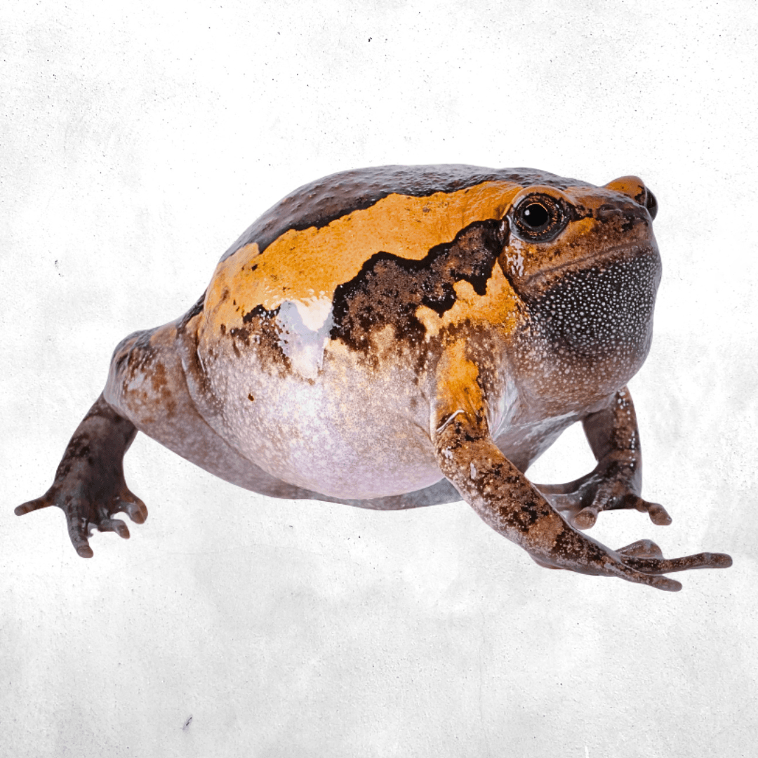 Kaloula pulchra - River Frog