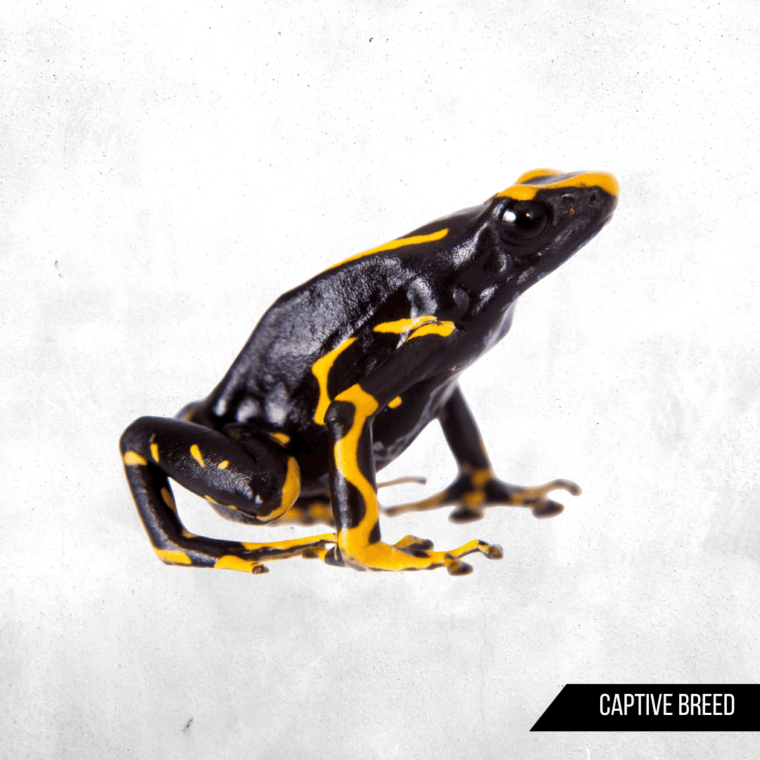 Dendrobates tinctorius alanis