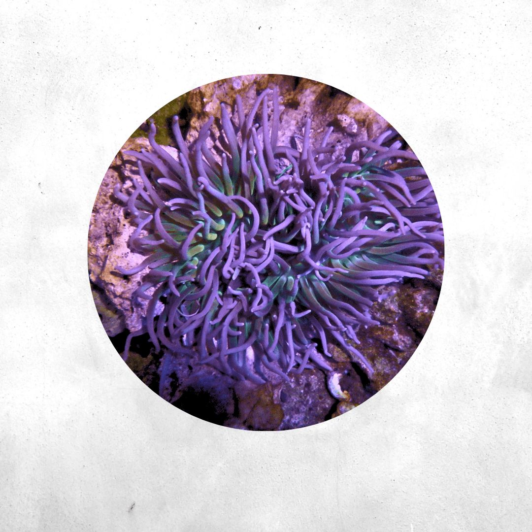 Macrodactyla doreensis - Salt water anemone