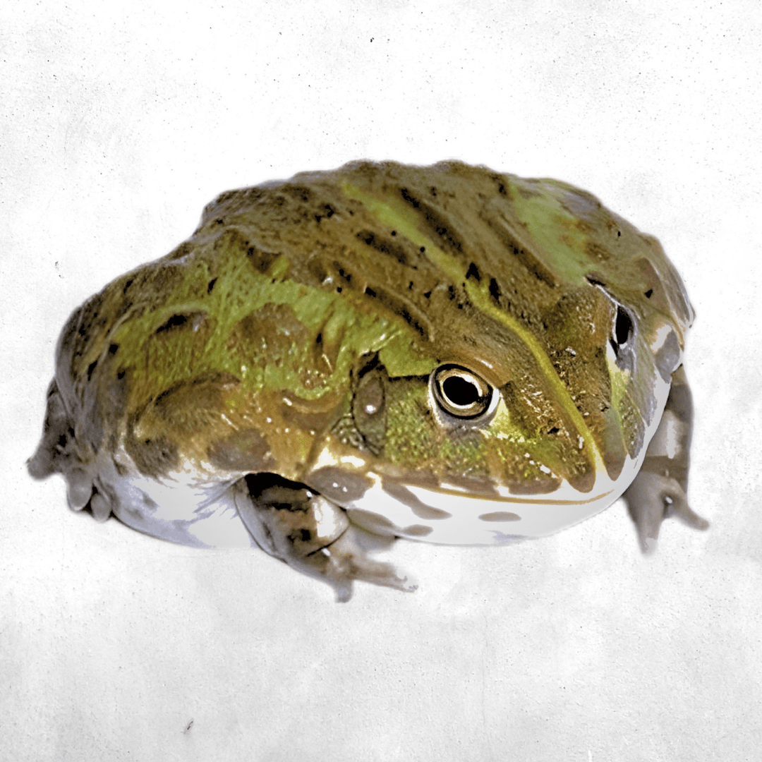Pyxicephalus edulis - Toad