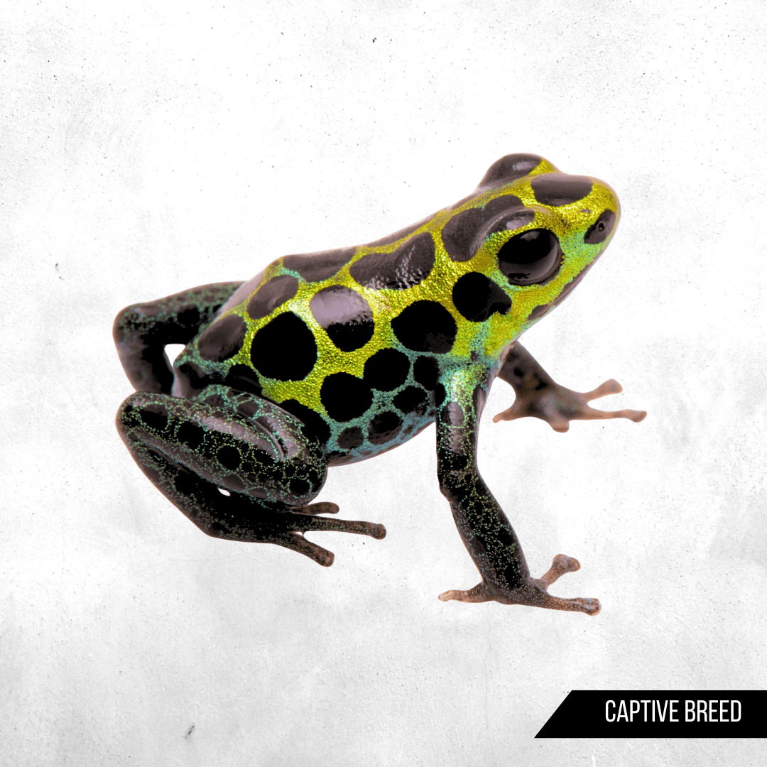 Ranitomeya variabilis southern