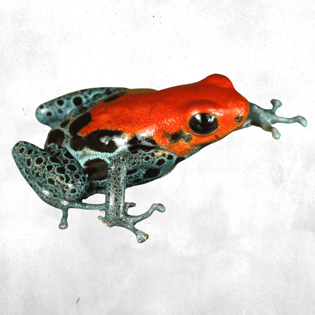 Ranitomeya reticulata