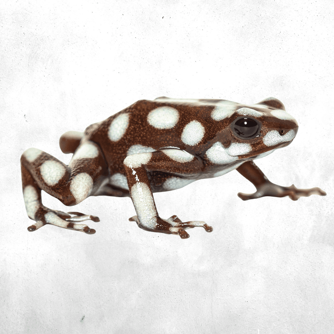 Excidobates mysteriosus