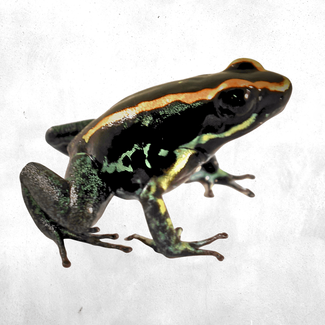 Phyllobates vittatus