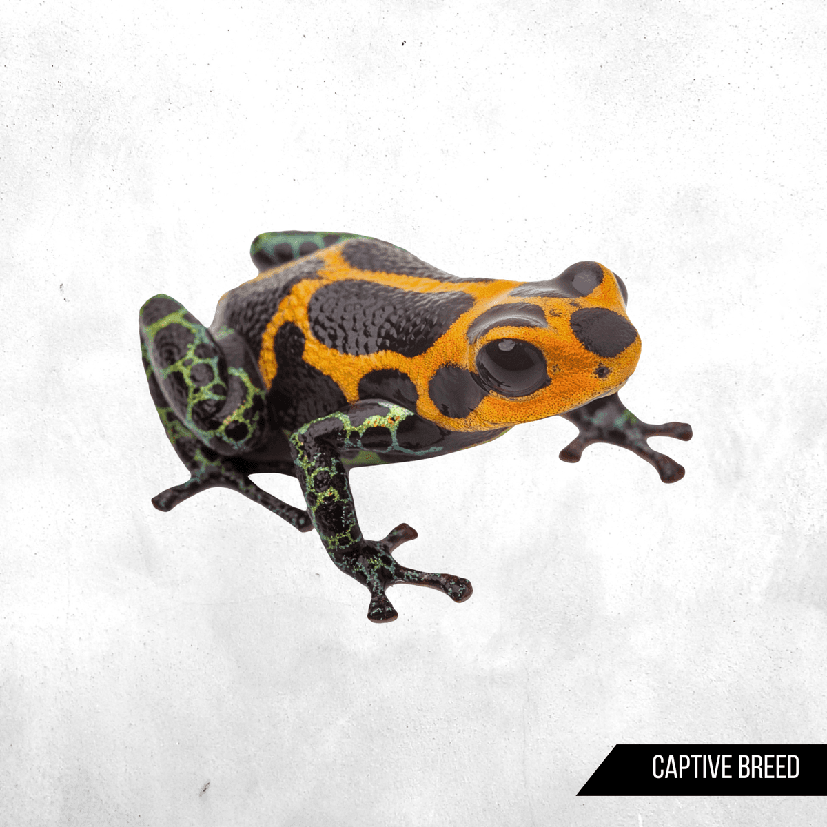 Ranitomeya imitator varadero