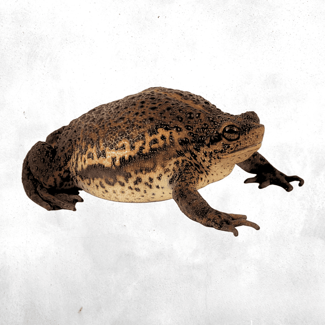 Pseudobufo subasper