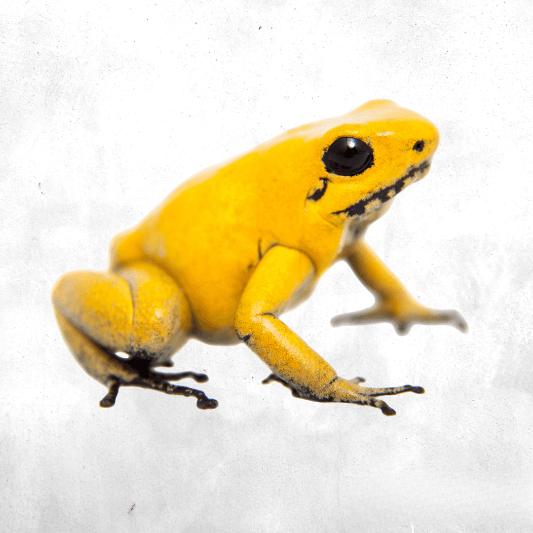 Phyllobates terribilis bicolor