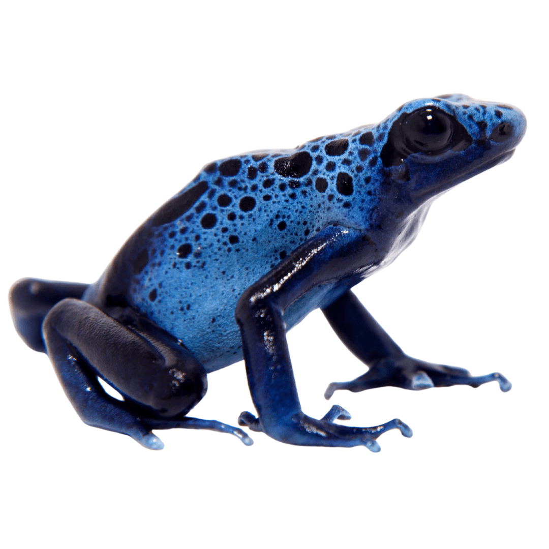 Dendrobates tinctorius azureus