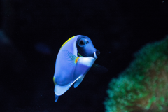 Acanthurus leucosternon - Acanthurus leucosternon (2)