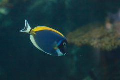 Acanthurus leucosternon - Acanthurus leucosternon (3)