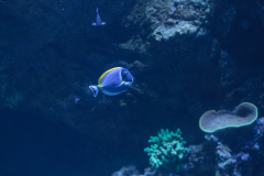 Acanthurus leucosternon - Acanthurus leucosternon (4)