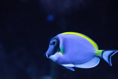 Acanthurus leucosternon - Acanthurus leucosternon (5)