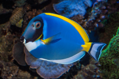 Acanthurus leucosternon - Acanthurus leucosternon (6)