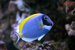 Acanthurus leucosternon - Acanthurus leucosternon