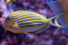 Acanthurus lineatus - Acanthurus lineatus (2)