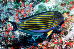 Acanthurus lineatus - Acanthurus lineatus (3)