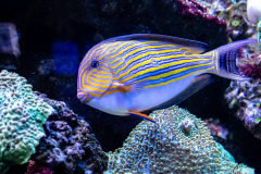 Acanthurus lineatus - Acanthurus lineatus (4)