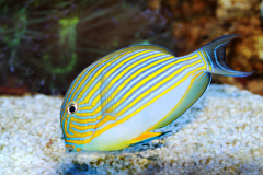 Acanthurus lineatus - Acanthurus lineatus (5)