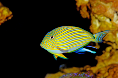 Acanthurus lineatus - Acanthurus lineatus (6)