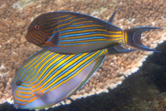 Acanthurus lineatus - Acanthurus lineatus