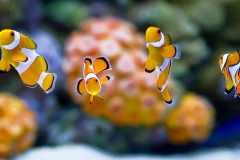 Amphiprion ocellaris - Amphiprion ocellaris (2)