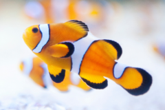 Amphiprion ocellaris - Amphiprion ocellaris (3)