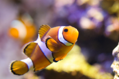 Amphiprion ocellaris - Amphiprion ocellaris (4)