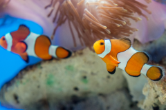 Amphiprion ocellaris - Amphiprion ocellaris (5)