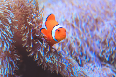 Amphiprion ocellaris - Amphiprion ocellaris (6)