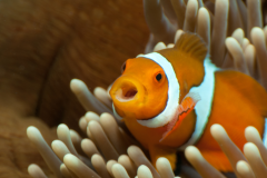 Amphiprion ocellaris - Amphiprion ocellaris