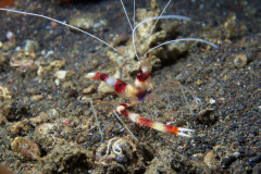 Stenopus hispidus - Stenopus hispidus (2)