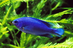 Blue devil damselfish - Blue devil damselfish (2)