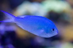 Blue devil damselfish - Blue devil damselfish (3)