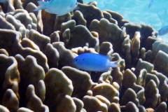 Blue devil damselfish - Blue devil damselfish (4)