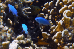 Blue devil damselfish - Blue devil damselfish (5)