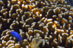 Blue devil damselfish - Blue devil damselfish