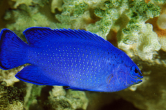 Blue devil damselfish - Blue devil damselfish