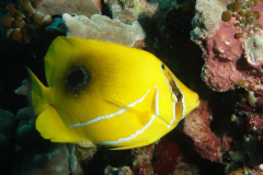 Chaetodon bennetti - Chaetodon bennetti