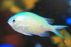 Chromis viridis - Chromis viridis (2)